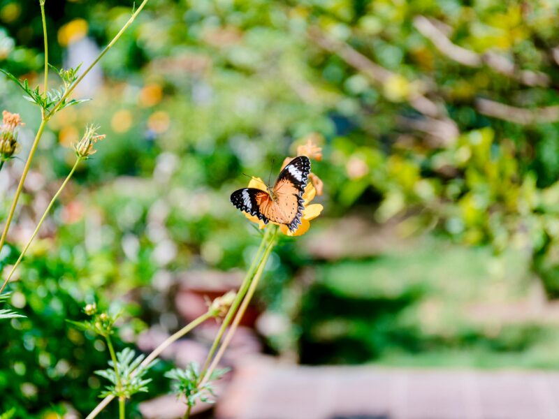 Zdjęcie do artykułu: Jak tworzyć ogrody przyjazne zapylaczom i ptakom