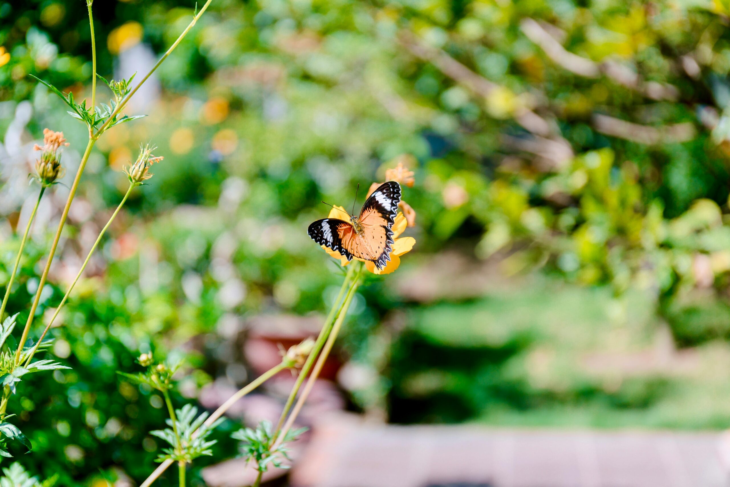 Zdjęcie do artykułu: Jak tworzyć ogrody przyjazne zapylaczom i ptakom