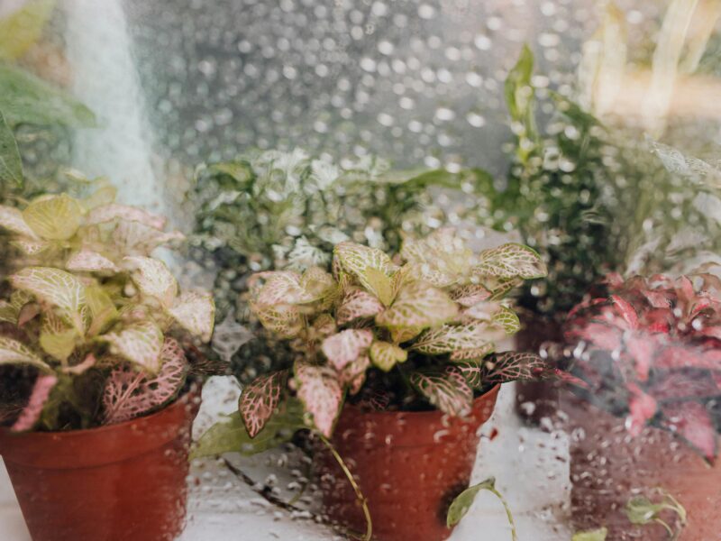 Zdjęcie do artykułu: Najlepsze rośliny doniczkowe do każdego wnętrza