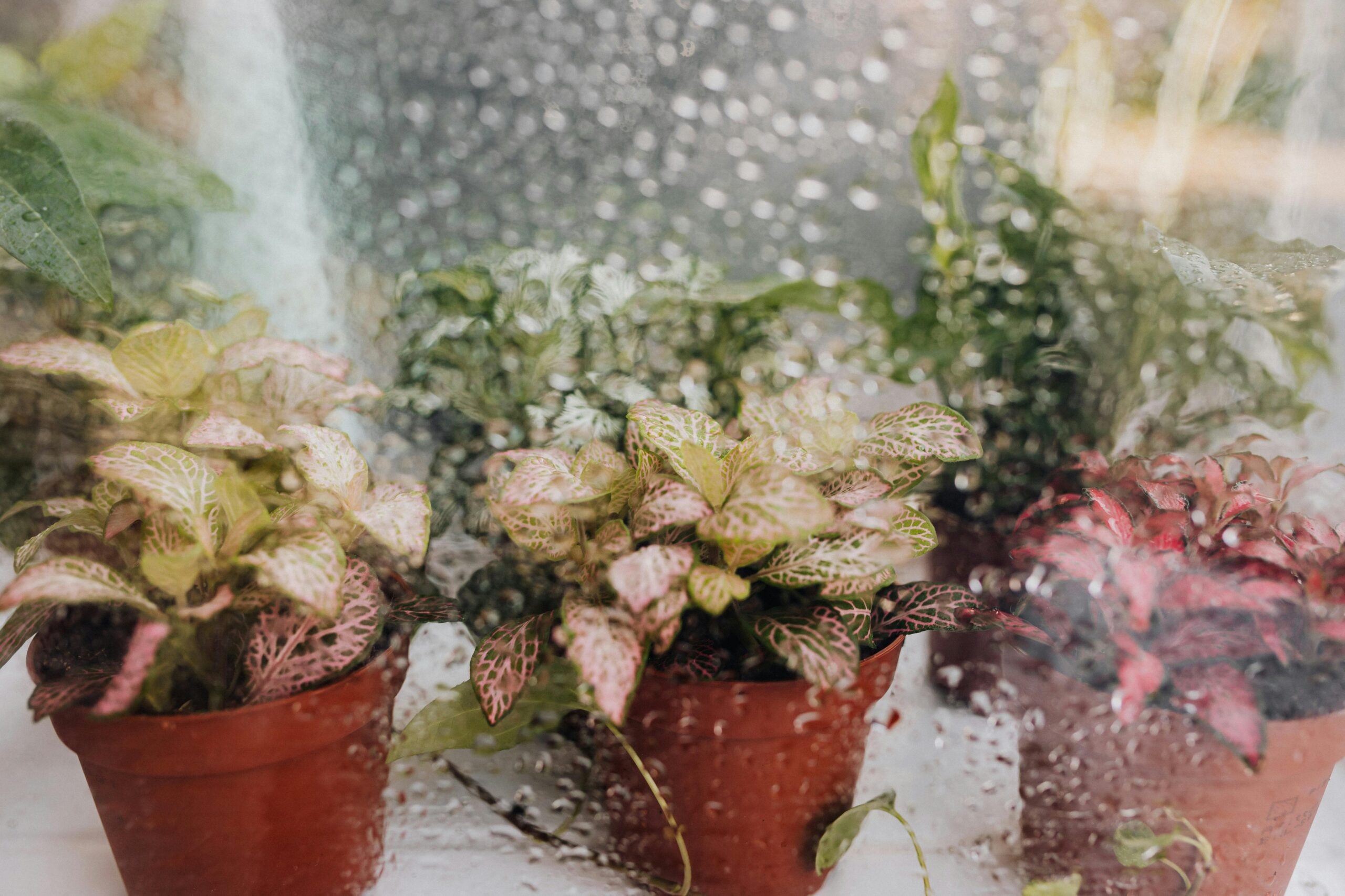 Zdjęcie do artykułu: Najlepsze rośliny doniczkowe do każdego wnętrza